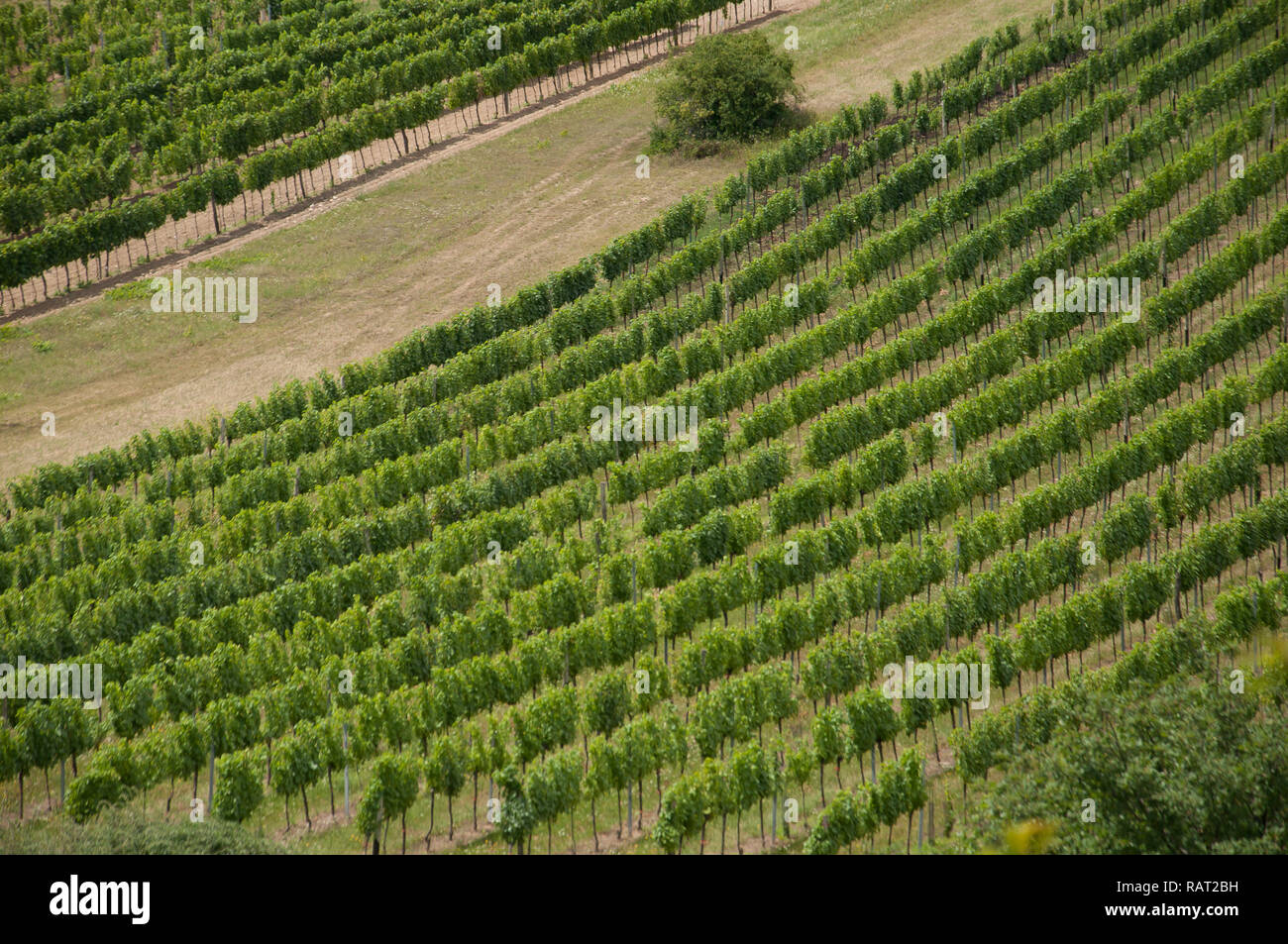 Grüne Linien der Reben im Weinberg Stockfoto