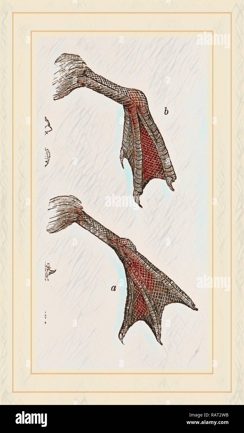 Füße von Wasser - Vogel. Neuerfundene durch Gibon. Klassische Kunst mit einem modernen Touch neuerfundene Stockfoto