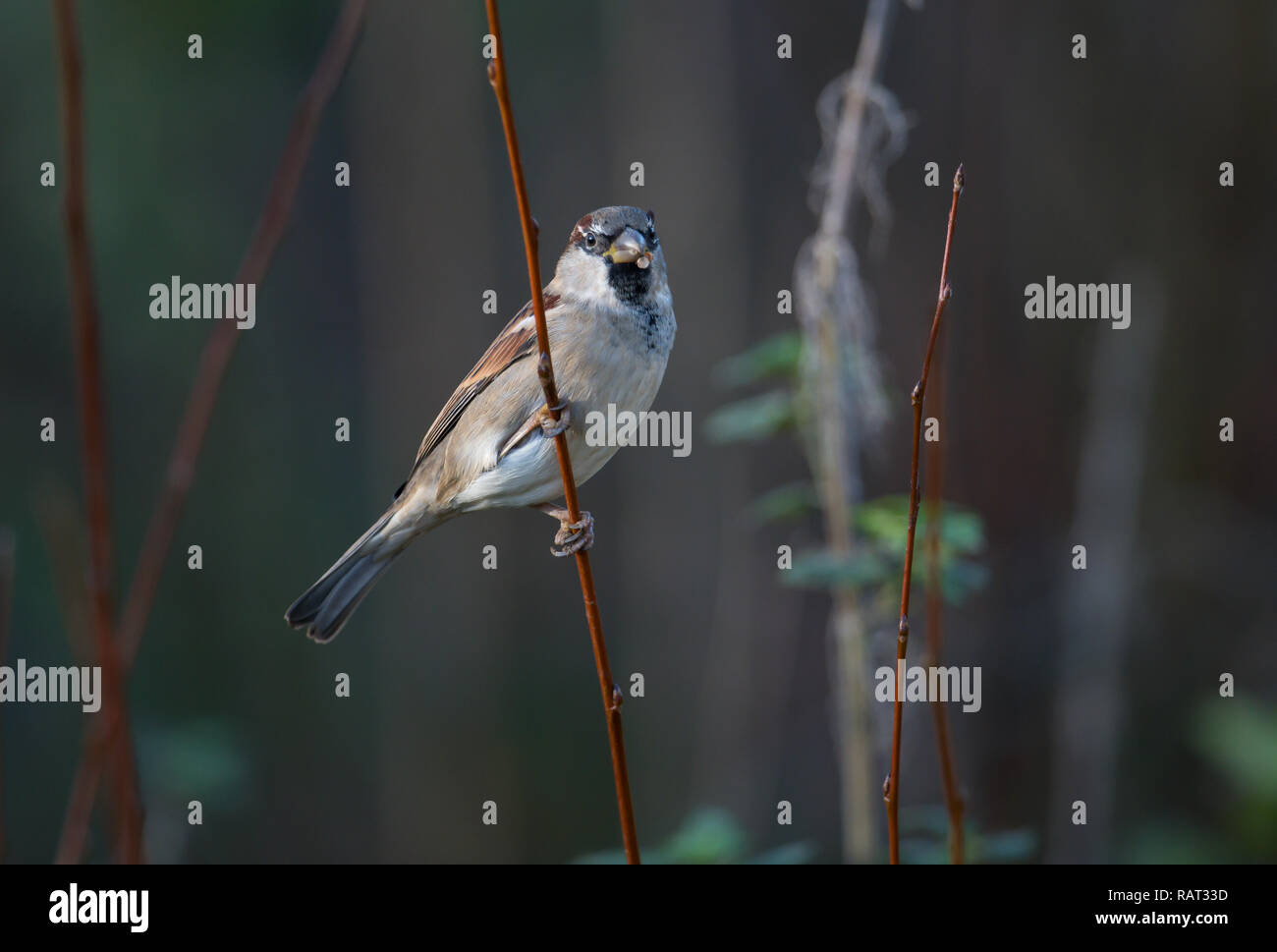 House Sparrow, Rutland Water Stockfoto