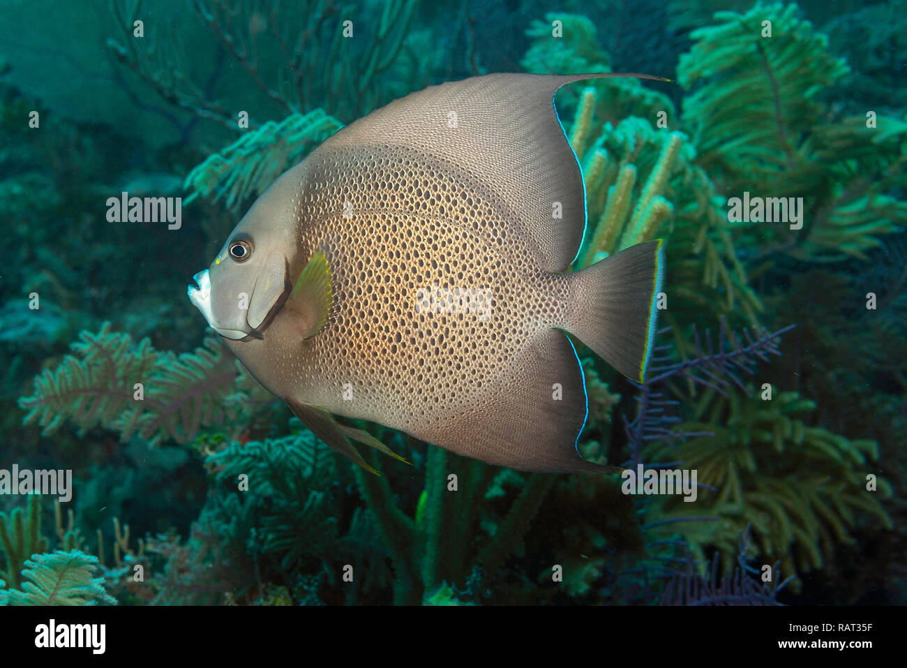 Grauer Kaiserfisch (pomacanthus Arcuatus) an Charibocha II, Jardines de la Reina, Kuba Stockfoto