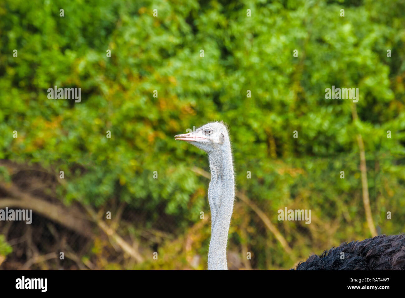 Portrait von gemeinsamen Strauß (Struthio camelus), Arten von großen flugunfähigen Vogel in Afrika auf einem grünen Hintergrund Stockfoto