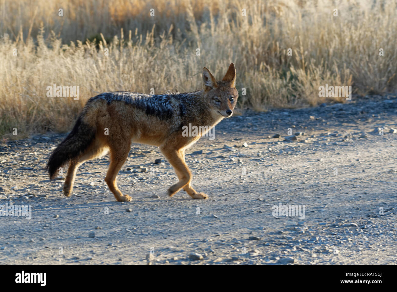 Black-backed Jackal (Canis mesomelas), Erwachsener, gehen auf eine unbefestigte Straße, am frühen Morgen, Mountain Zebra National Park, Eastern Cape, Südafrika, Afrika Stockfoto