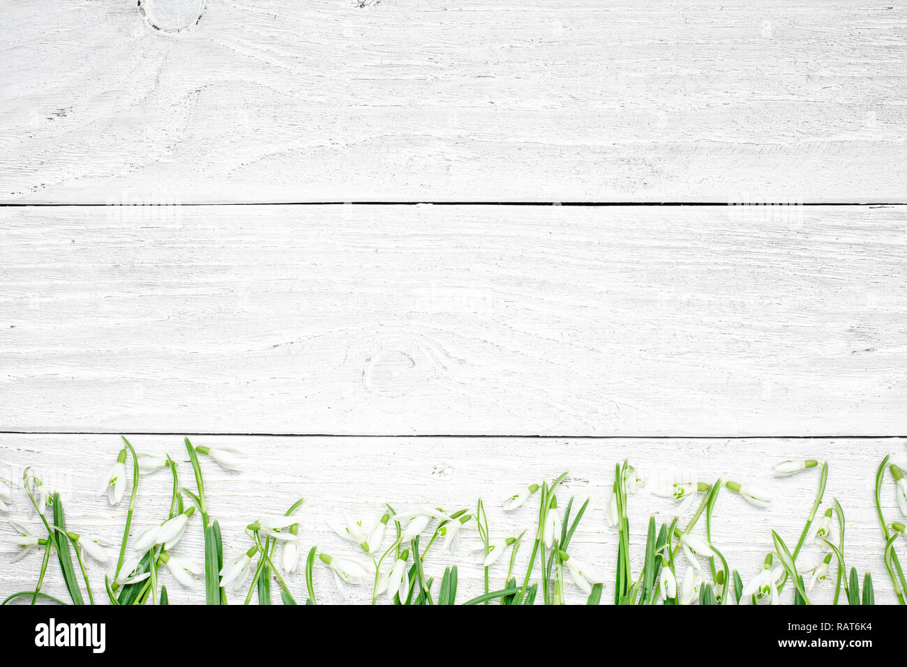 Frische Schneeglöckchen Blumen auf weißem Holz- Hintergrund. Ansicht von oben mit der Kopie Raum. Flach Stockfoto