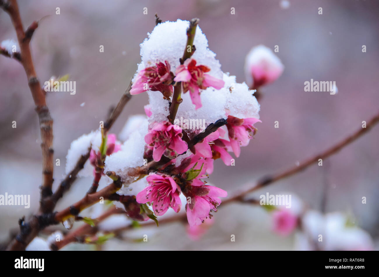 Blumen wilde und kultivierte bieten Schönheit, Vielfalt und Interesse das ganze Jahr über. Stockfoto