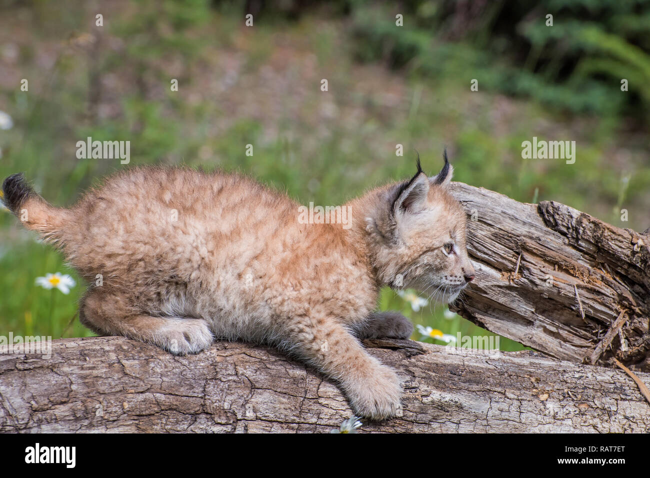 Sibirische Lynx Kitten thront auf einem Baumstamm Stockfoto
