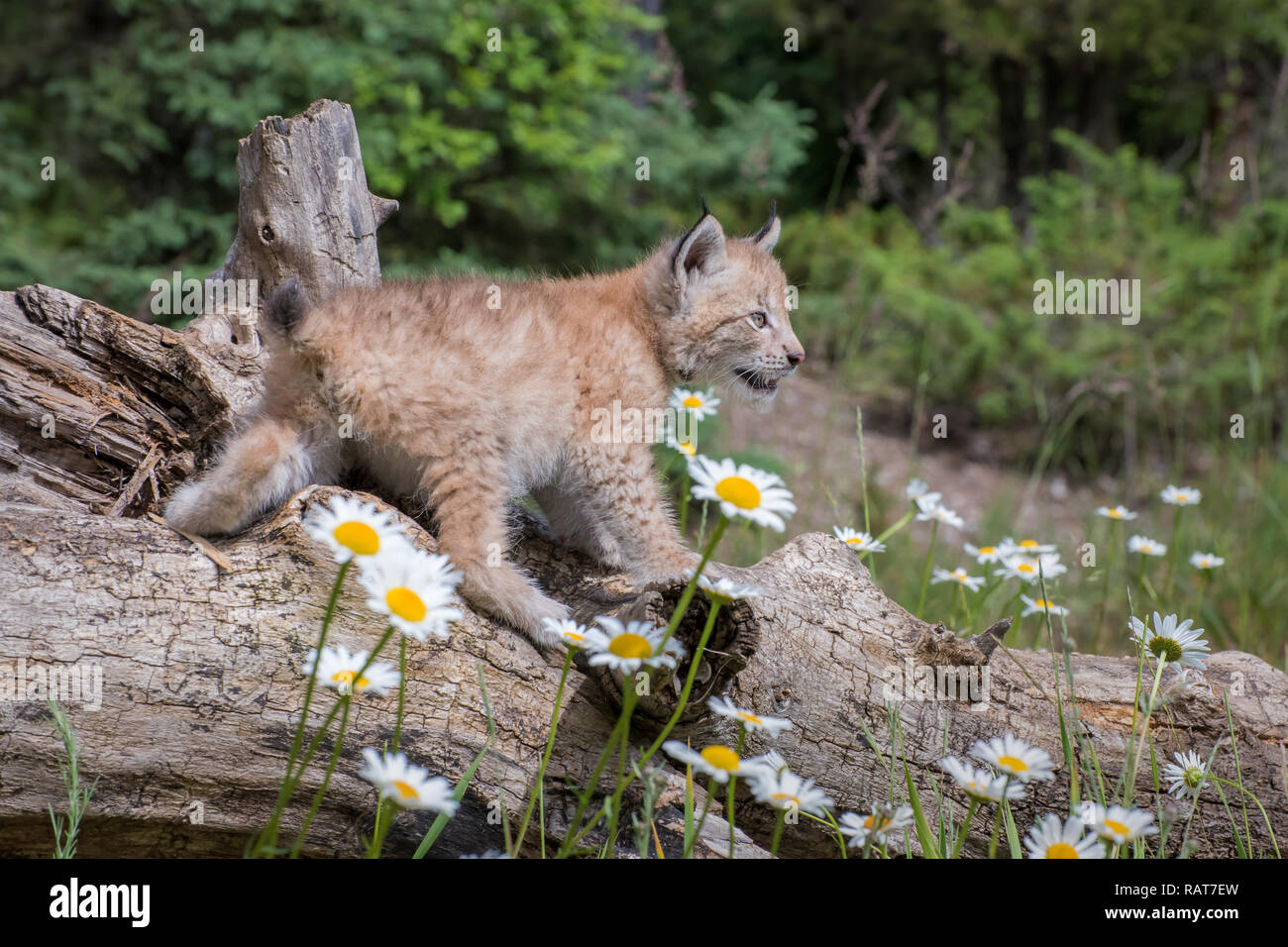 Sibirische Lynx Kitten thront auf einem Anmelden und von Gänseblümchen Umgeben Stockfoto