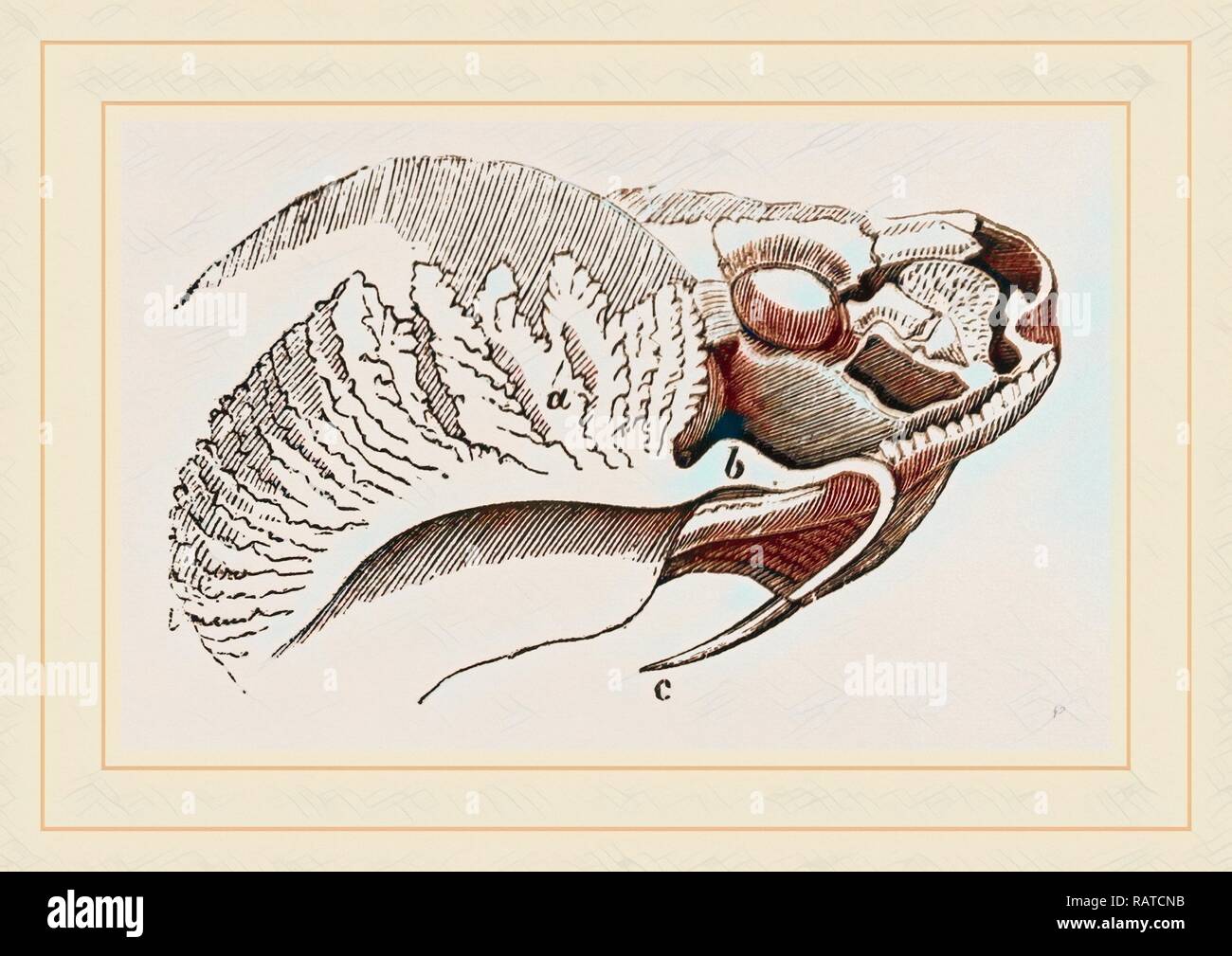 Zahn und Poison-Gland der Trigonocephalus. Neuerfundene durch Gibon. Klassische Kunst mit einem modernen Touch neuerfundene Stockfoto