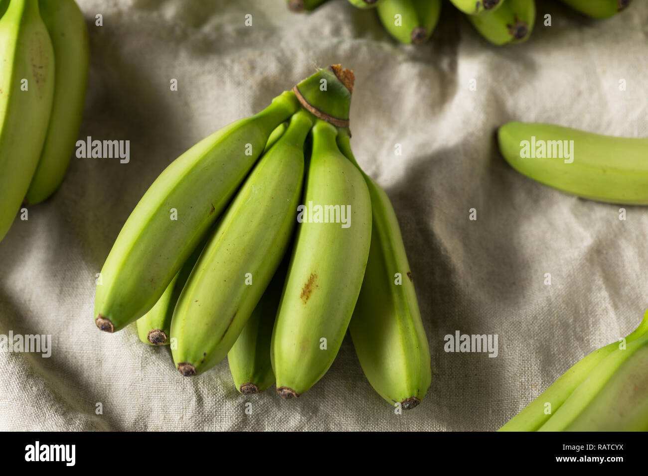 Raw Organic unreife grüne Baby Bananen in einem Bündel Stockfoto