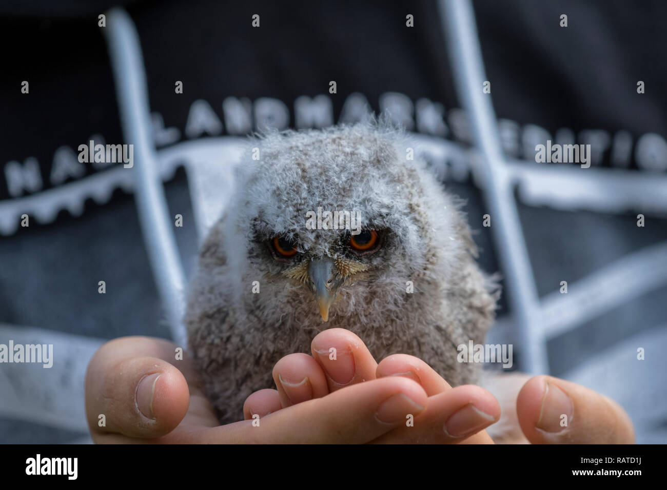 Eine junge Flauschige kleine Eule in den Händen der der Handler. Stockfoto