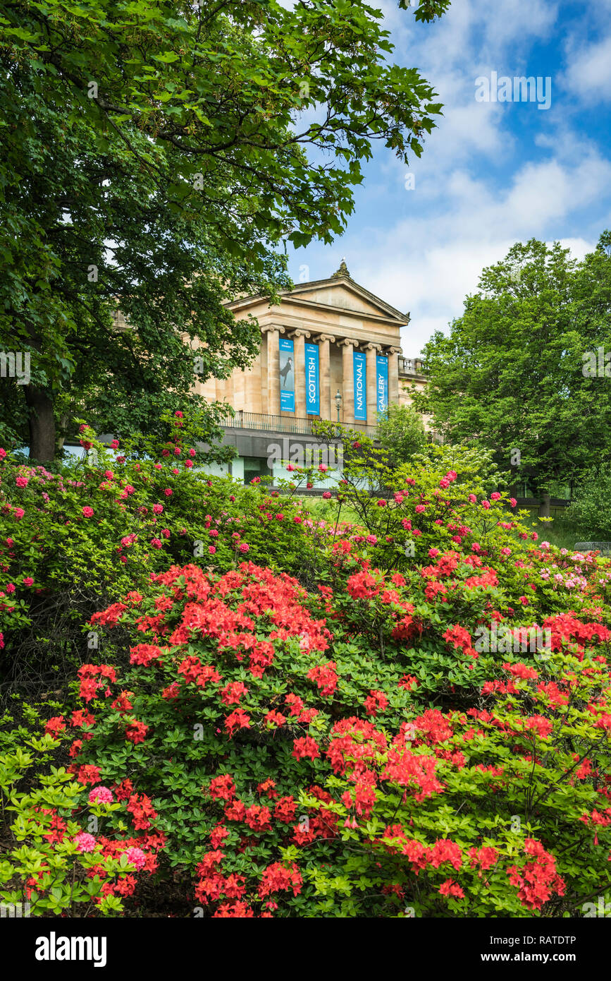 Rhododendron Büsche in den Princess Street Gardens in Edinburgh, Schottland, Großbritannien, Europa. Stockfoto