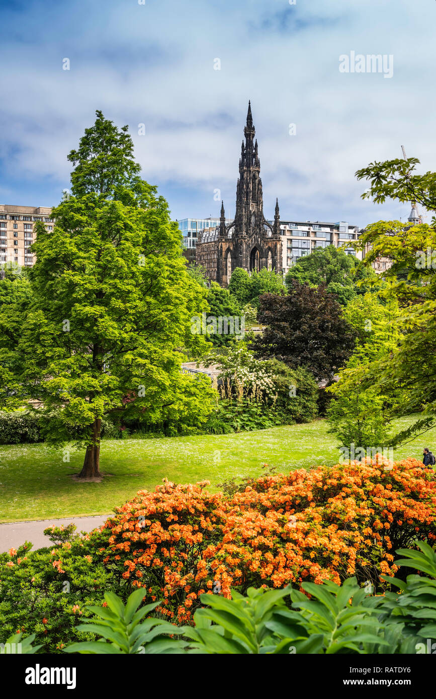 Rhododendron Büsche in den Princess Street Gardens in Edinburgh, Schottland, Großbritannien, Europa. Stockfoto