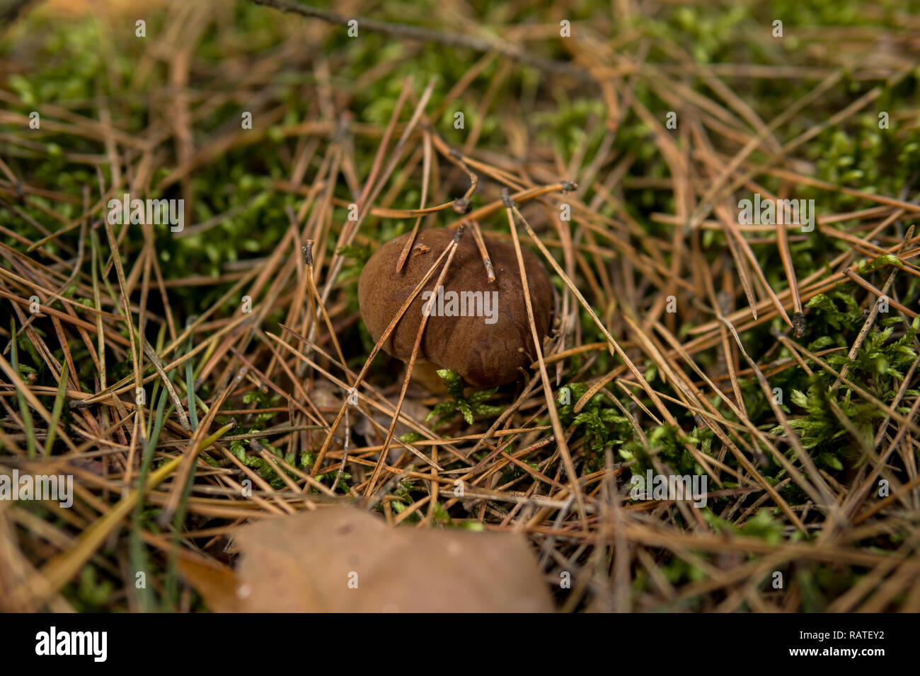Xerocomus Pilzzucht im Boden mit Moos unter Nadeln Stockfoto