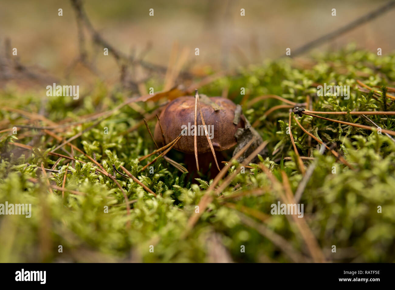 Xerocomus Pilzzucht im Boden mit Moos unter Nadeln Stockfoto