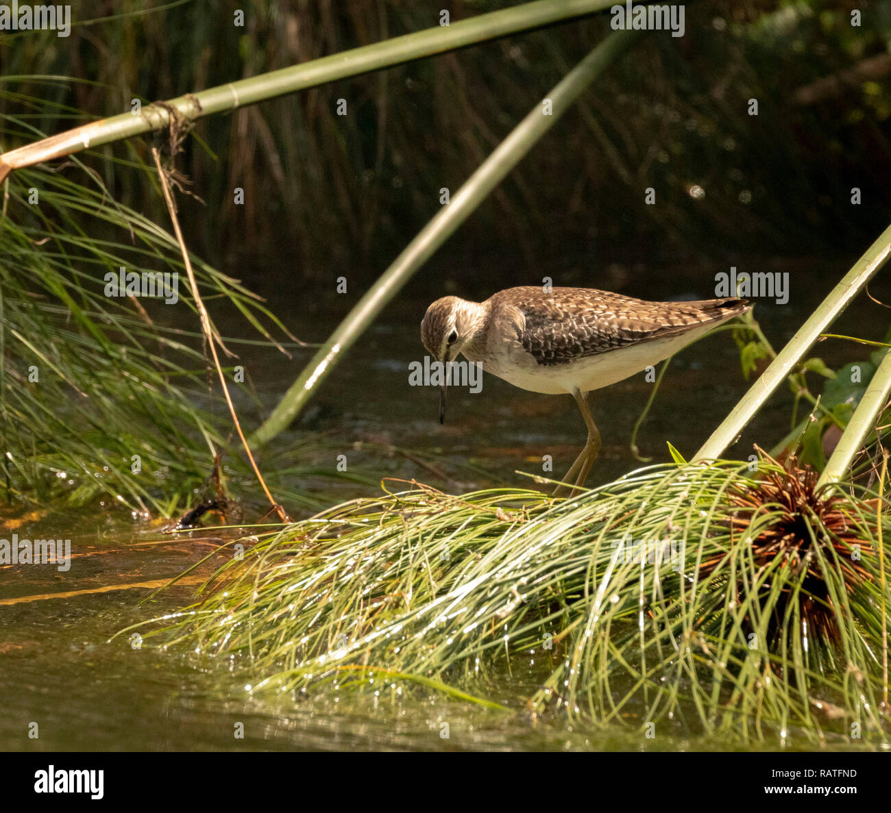 Stint oder sandpiper, Charadriiformes, Mabamba Scolopacidae, Sumpf, Lake Victoria, Uganda Stockfoto