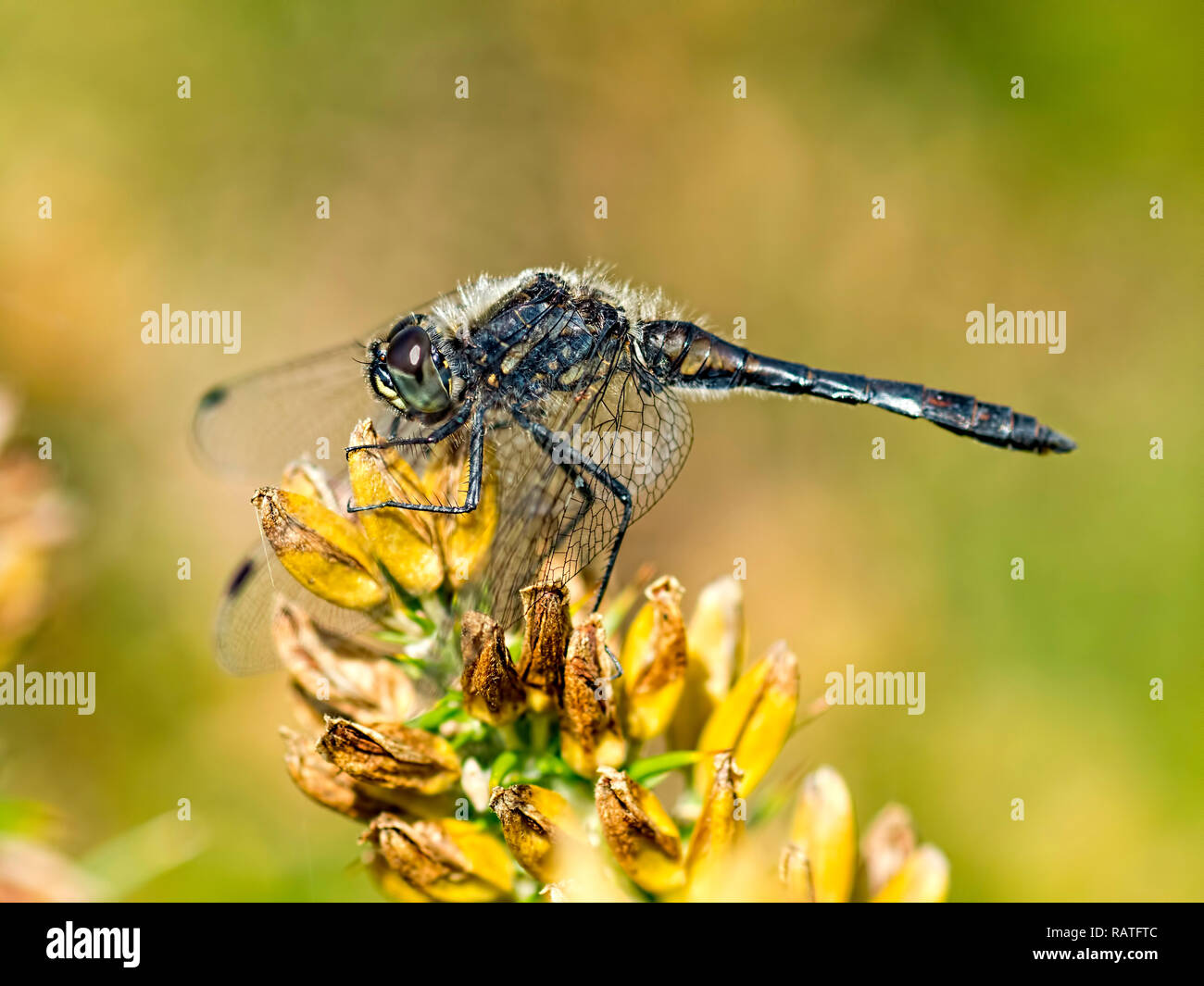 Männliche schwarze Darter ruht auf ginster an thursley Gemeinsamen Stockfoto