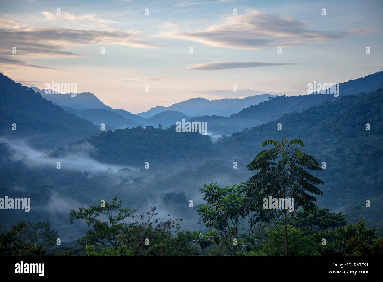 Der Bwindi Impenetrable Nationalpark, Uganda, Afrika Stockfoto