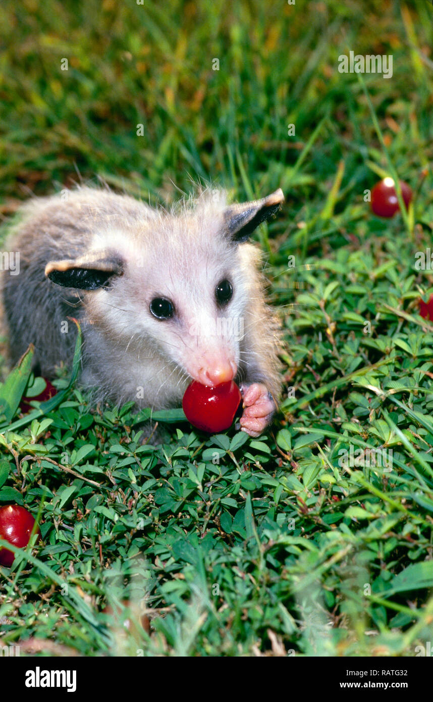 Ein junges Opossum, das im Sommergras sitzt und eine Frucht hält und Kirschen isst, Missouri, USA Stockfoto