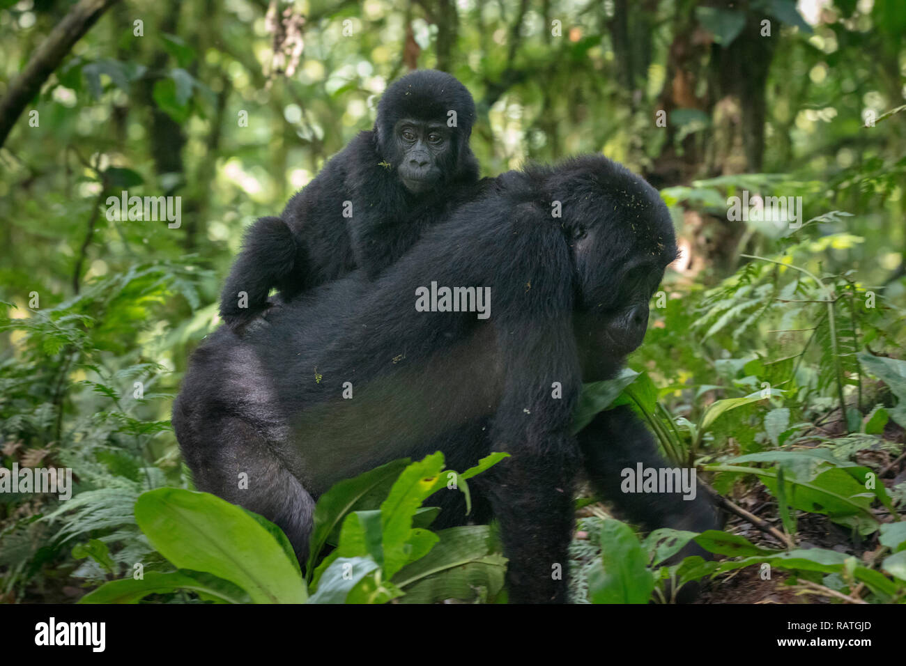 Mutter Und Baby Berggorillas Gorilla Beringei Beringei Bwindi Impenetrable Forest Nationalpark Uganda Stockfotografie Alamy