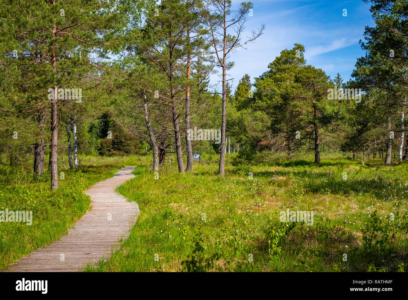 Wanderung im Wurzacher Ried in Bad Wurzach, Deutschland Stockfoto