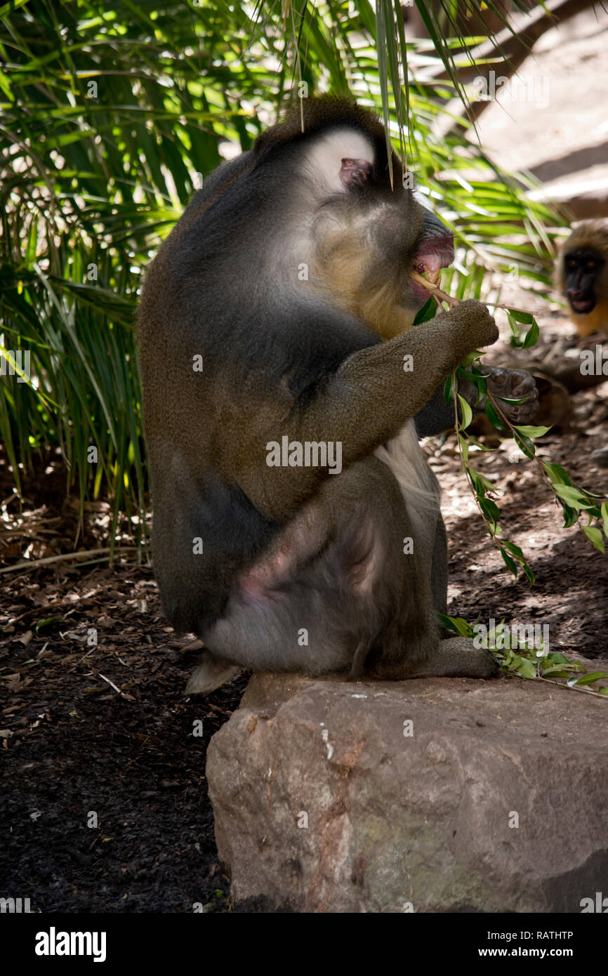Dies ist eine Seitenansicht eines Mandrill essen Blätter Stockfoto