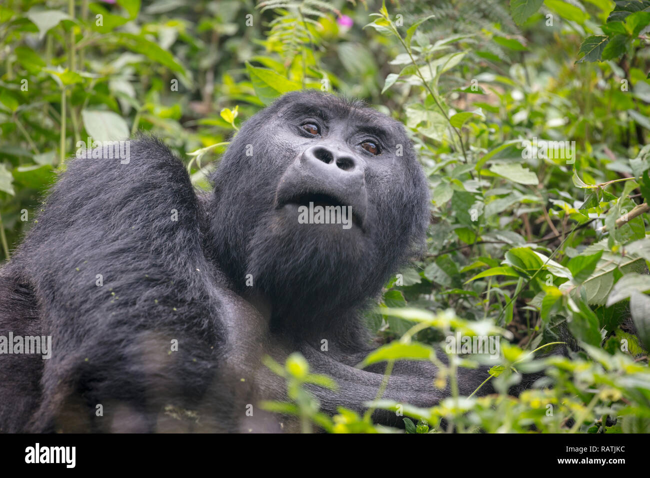 Nahaufnahme des Mountain Gorilla, Gorilla beringei beringei, Bwindi Impenetrable Forest Nationalpark, Uganda Stockfoto