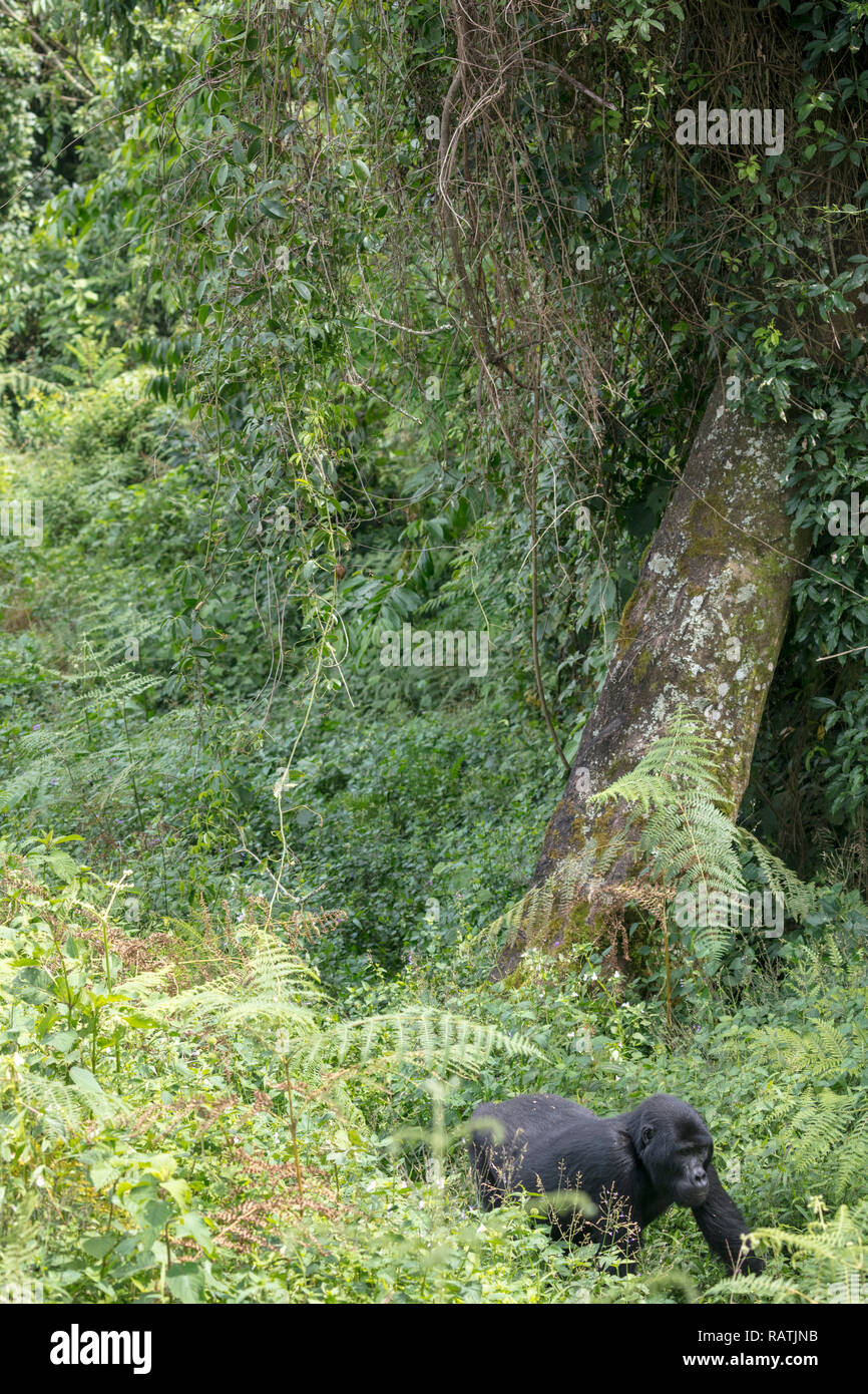 Mountain Gorilla, Gorilla beringei beringei, Bwindi Impenetrable Forest Nationalpark, Uganda Stockfoto