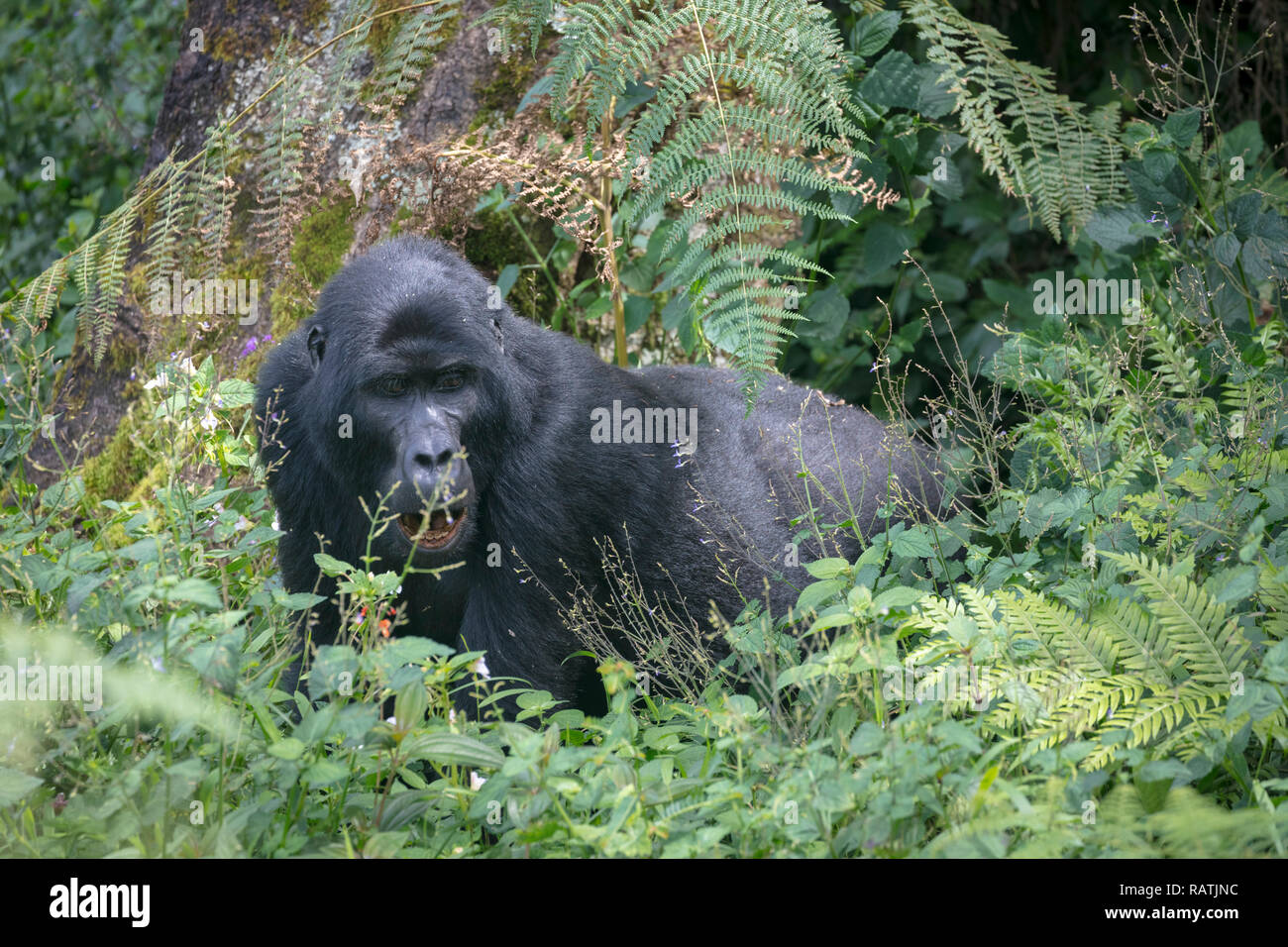 Mountain Gorilla, Gorilla beringei beringei, Bwindi Impenetrable Forest Nationalpark, Uganda Stockfoto