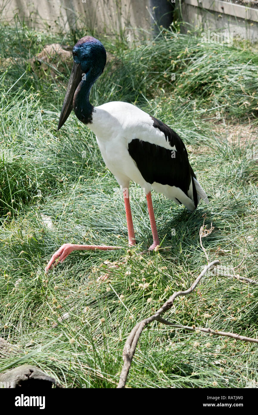 Die schwarze necked Stork ruht auf dem Gras Stockfoto