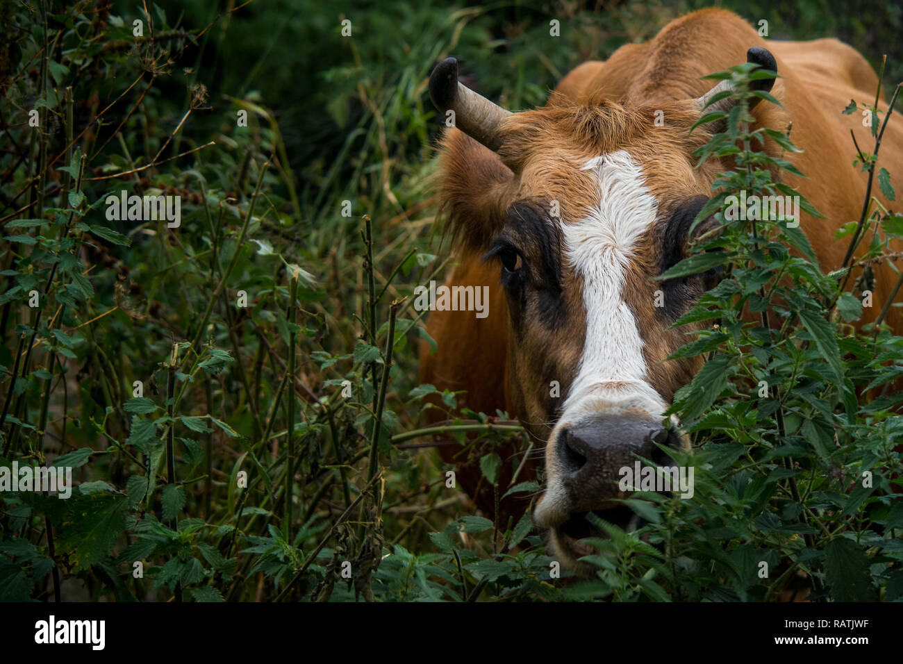 Golden Braun Kuh mit weißem Gesicht Details und Hörner versteckt sich im Unterholz verstecken. Stockfoto