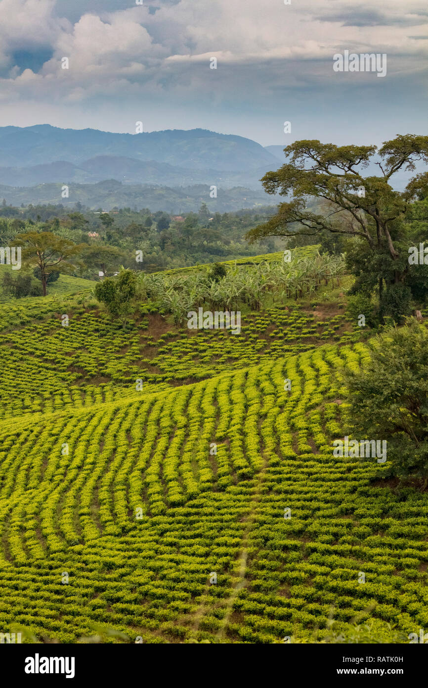 Teeplantagen in der Nähe des Bwindi, West Uganda, Afrika Stockfoto