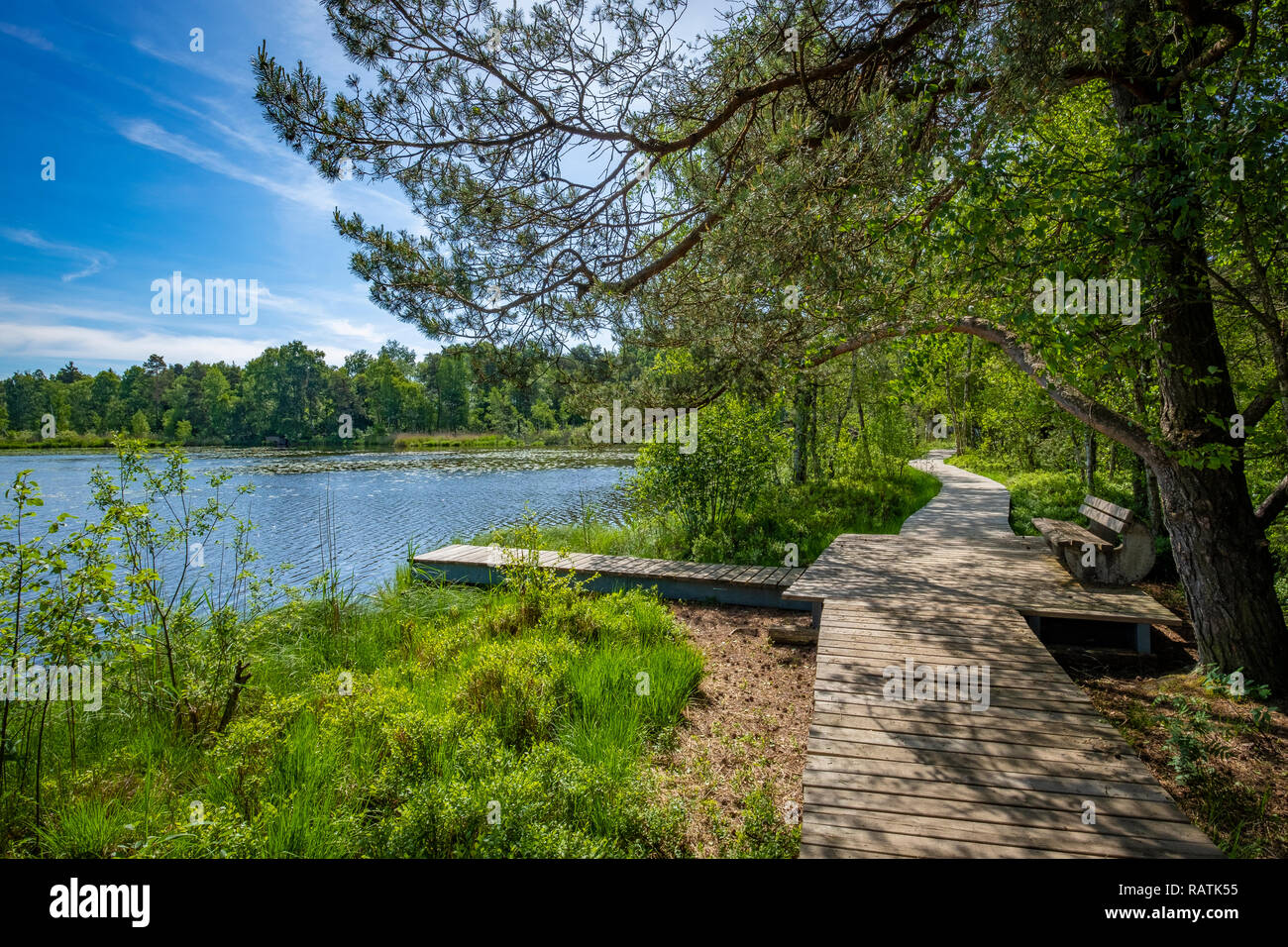 Wandern am See im Wurzacher Ried in Bad Wurzach, Deutschland Stockfoto