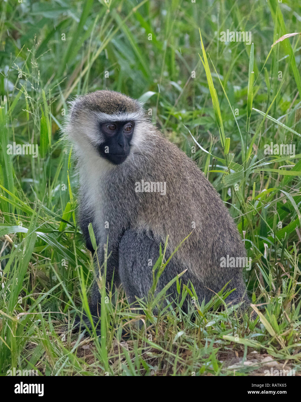 Die meerkatze (Chlorocebus pygerythrus), Queen Elizabeth Park, Uganda, Afrika Stockfoto