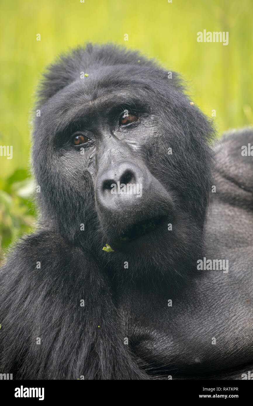 Nahaufnahme des Mountain Gorilla, Gorilla beringei beringei, Bwindi Impenetrable Forest Nationalpark, Uganda Stockfoto