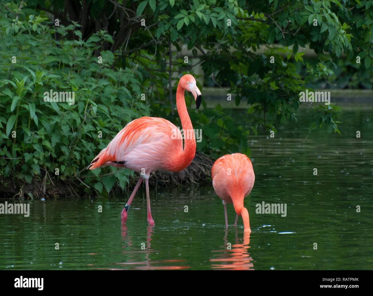 Rosa Flamingos zusammen waten. Stockfoto