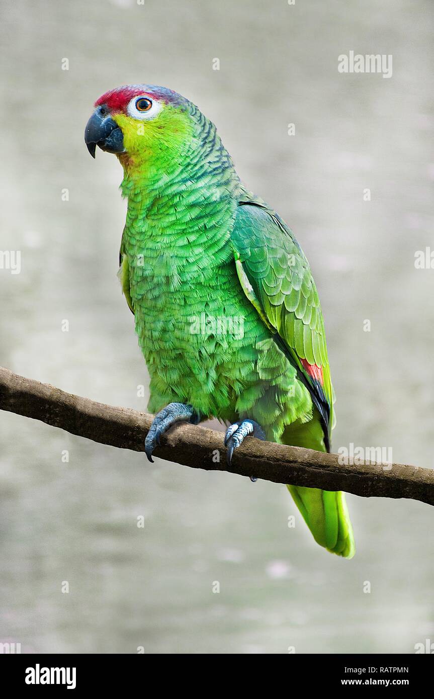 Eine grüne Papagei auf einer Stange Stockfoto