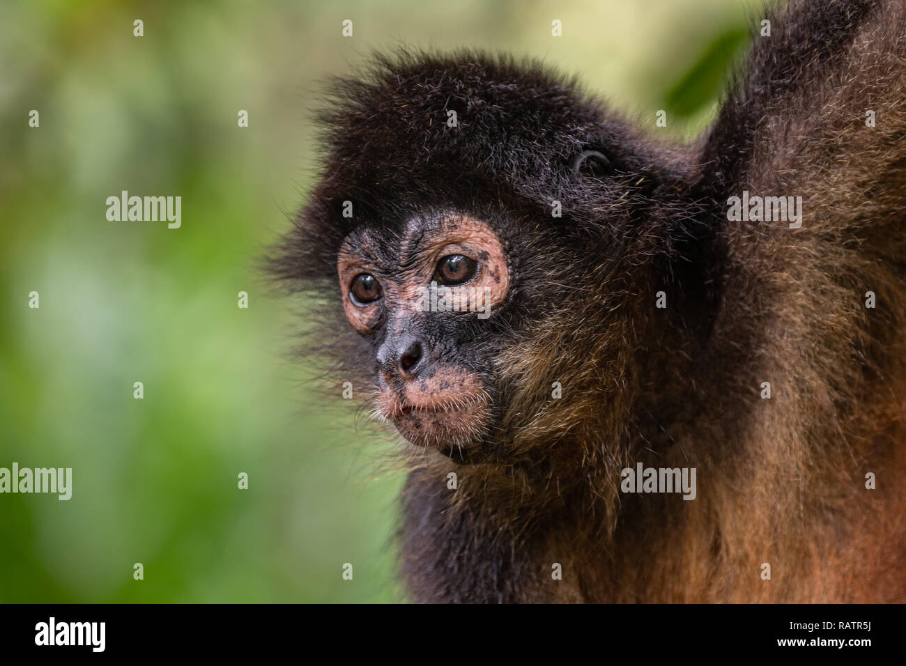 Spider Monkey in Costa Rica Stockfoto