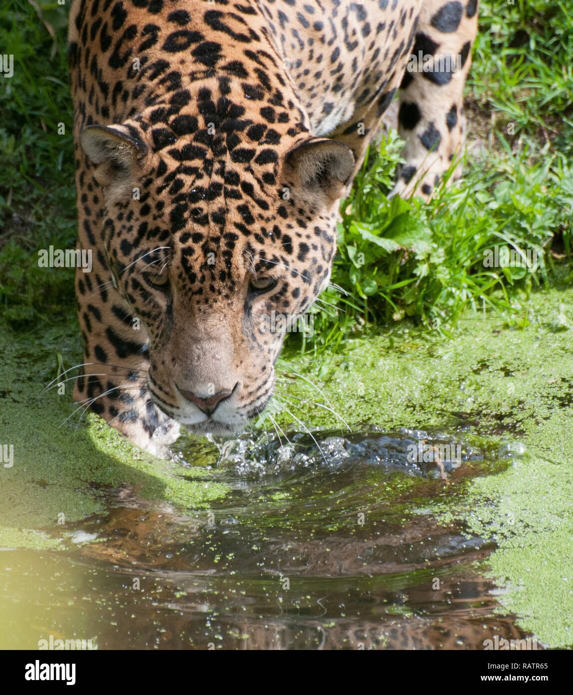 Nahaufnahme Foto von einem Jaguar Stockfoto