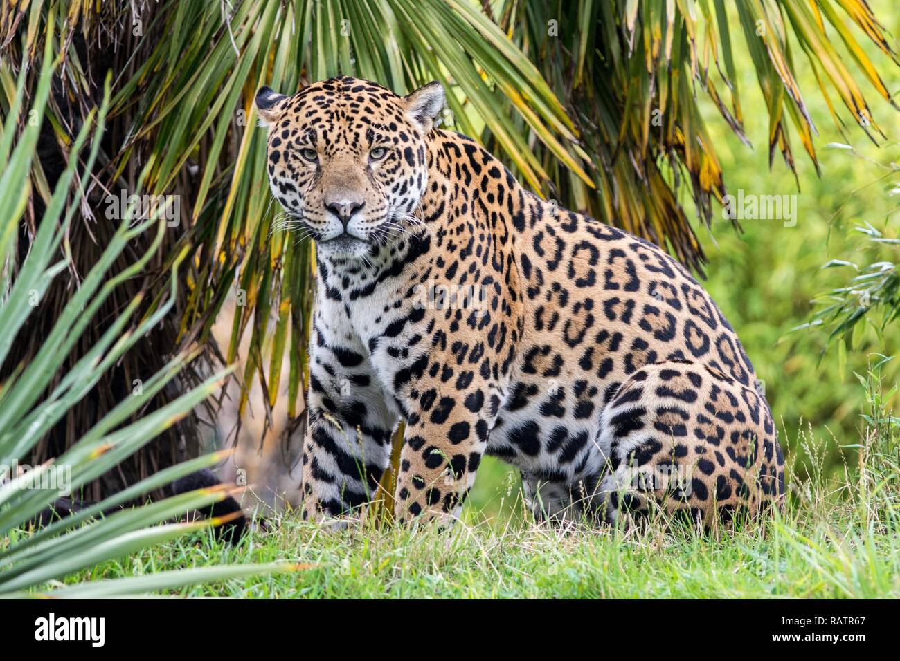 Nahaufnahme Foto von einem Jaguar Stockfoto