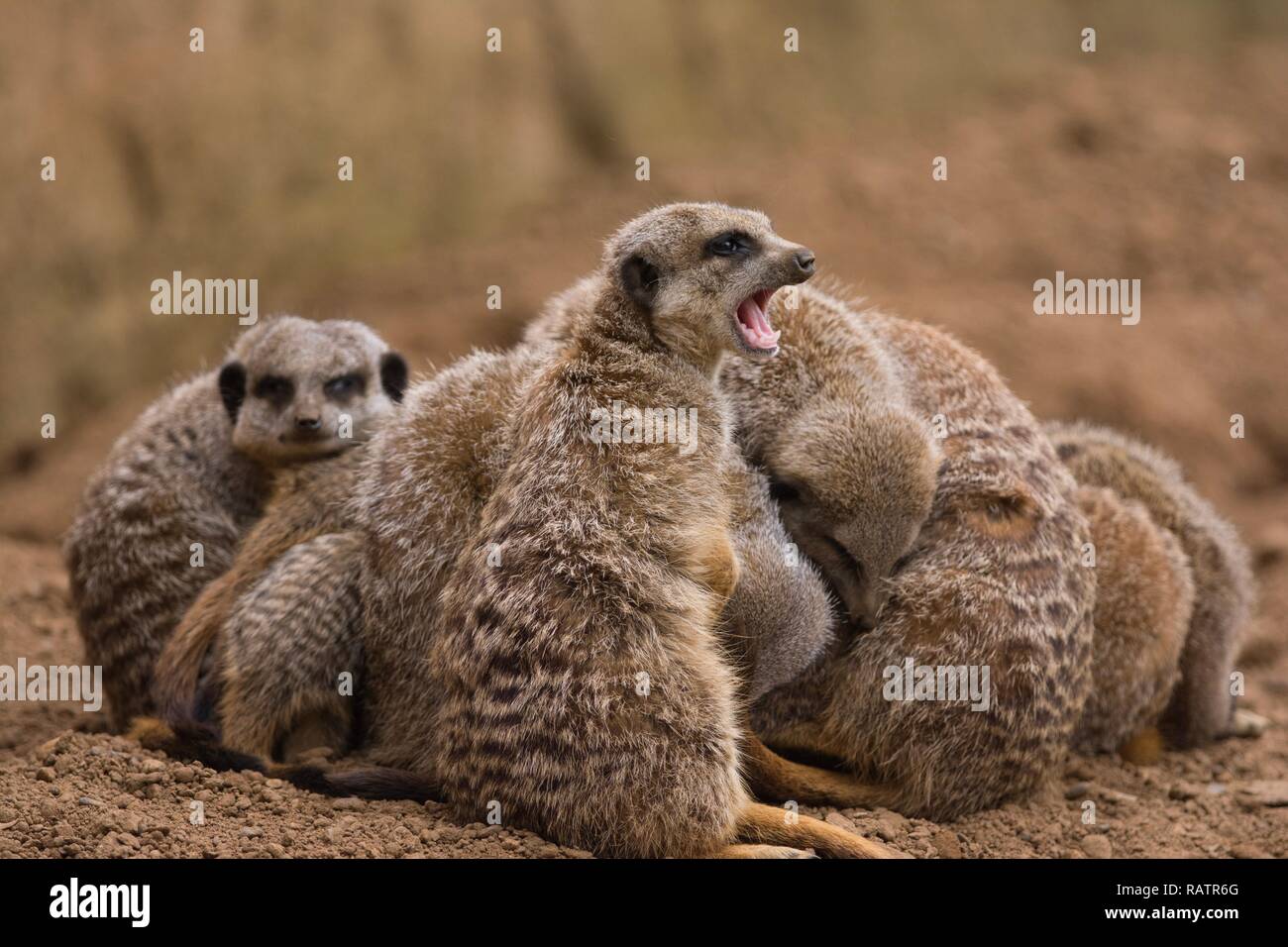 Eine Gruppe von Erdmännchen Stockfoto