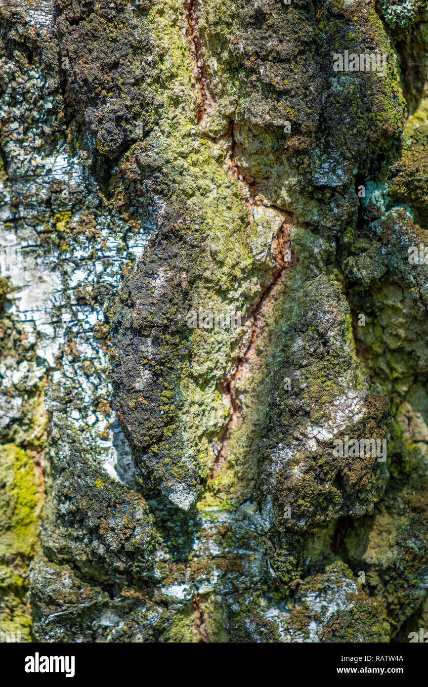 Wandern in der Natur im Wurzacher Ried in Bad Wurzach, Deutschland Stockfoto