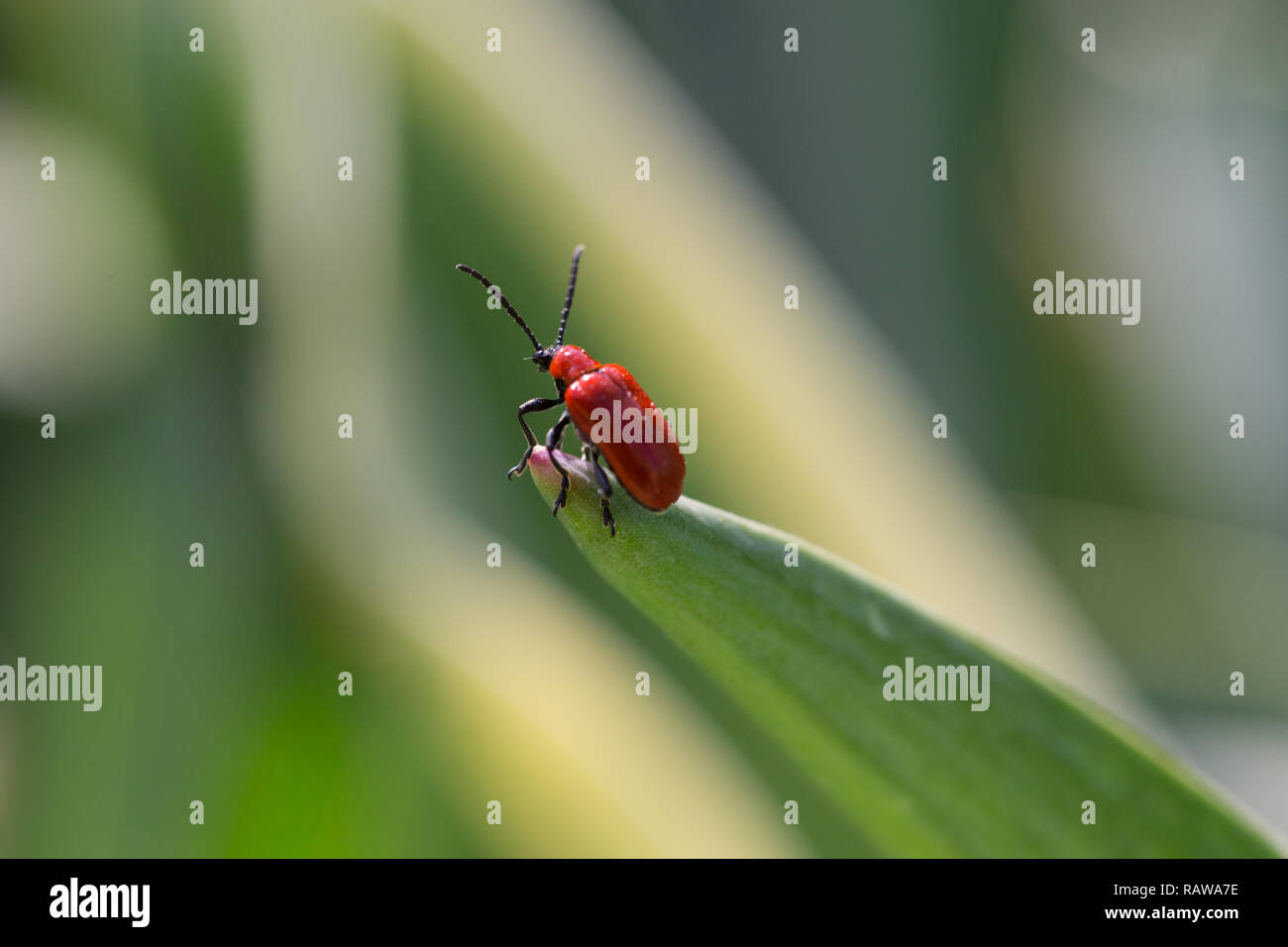 Red dot Käfer Stockfoto