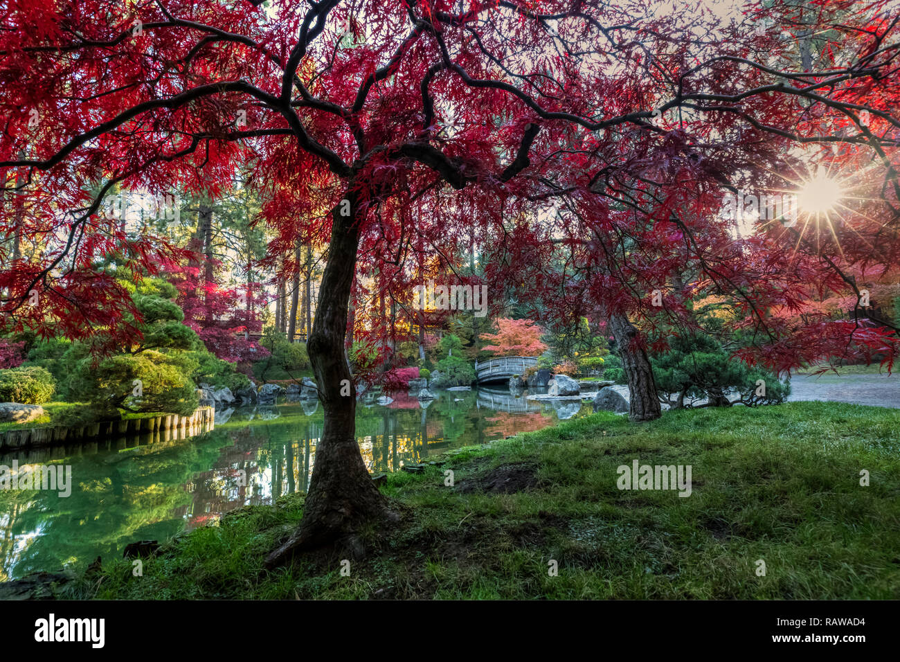 Während für neue Kompositionen in einem Ort, den ich Dutzende Male fotografiert habe ich dieses gefunden. Ein Japanischer Ahorn. Die Kulisse war perfekt mit einem Stockfoto