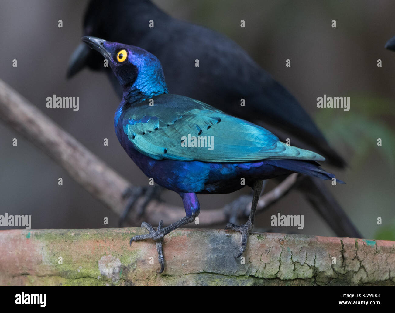 Lila glänzend Starling (Glanzstare Purpureus) Stockfoto