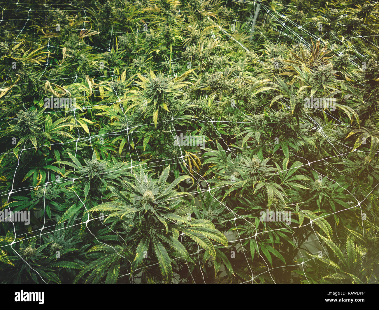Top von Marihuana Knospen auf den Ästen wachsen in industrial Warehouse Stockfoto