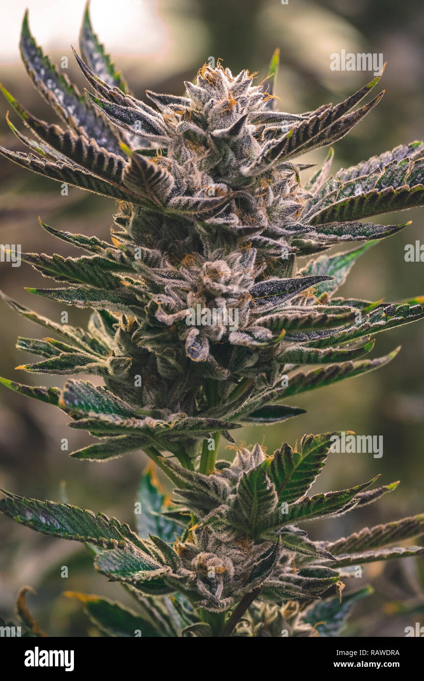 Künstlerische cannabis Bild der hohen Ast mit Blätter und nugs zur Ernte bereit angezeigt Stockfoto