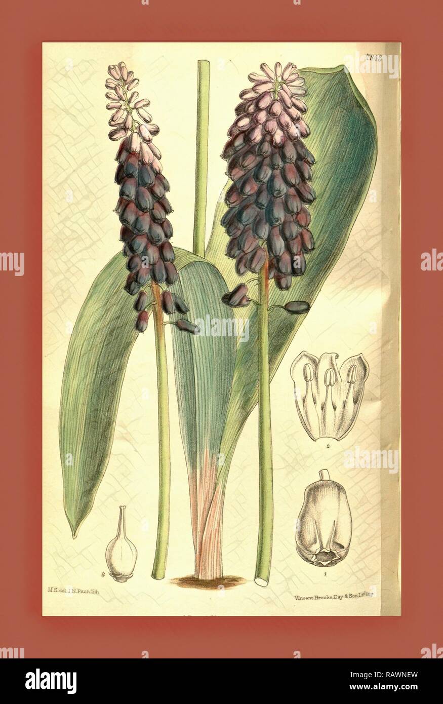 Botanische Drucken von Walter Hood Fitch 1817-1892, W.H. Fitch war eine botanische Illustrator und Künstler, in Glasgow geboren Neuerfundene Stockfoto