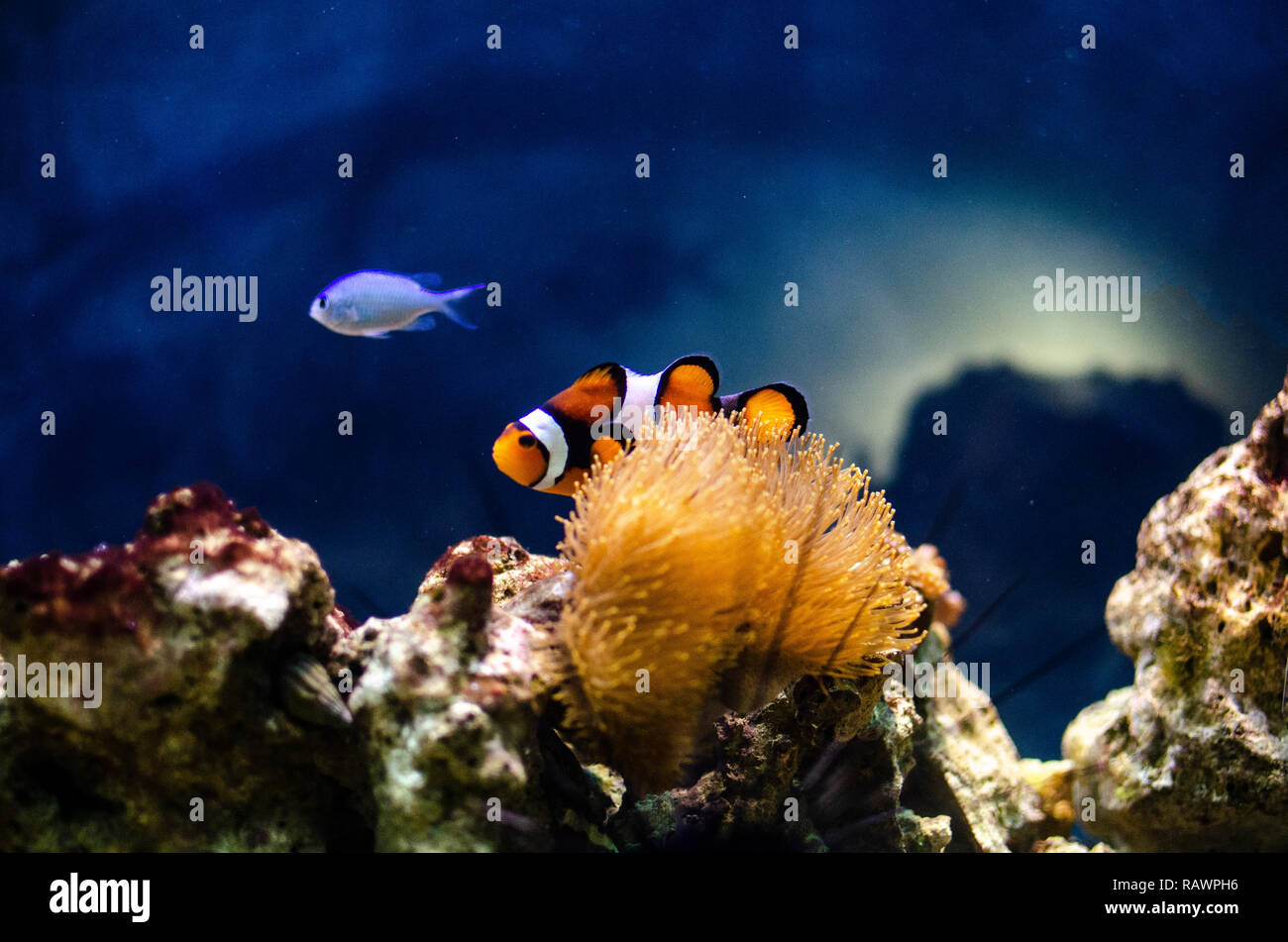 Bunte Clownfische in einer Anemone an einem tropischen Korallenriff mit blauem Hintergrund und Felsen. Sea Life und das Meer. Stockfoto