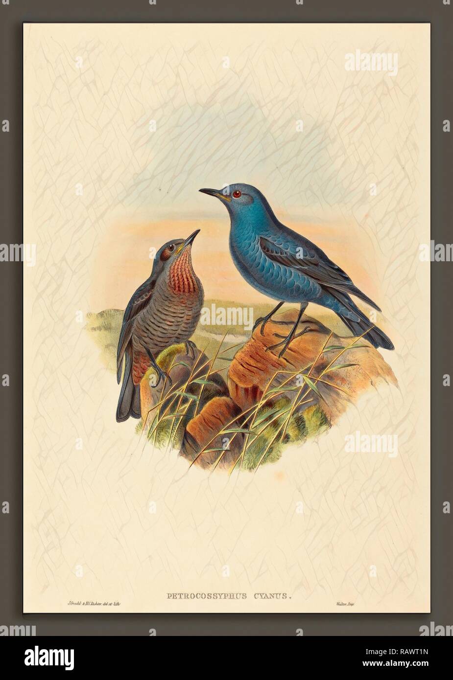 John Gould und H.C. Richter (British (?), aktiv 1841 - Aktive c. 1881), Petrocossyphus Rockthrush neuerfundene cyanus (Blau Stockfoto