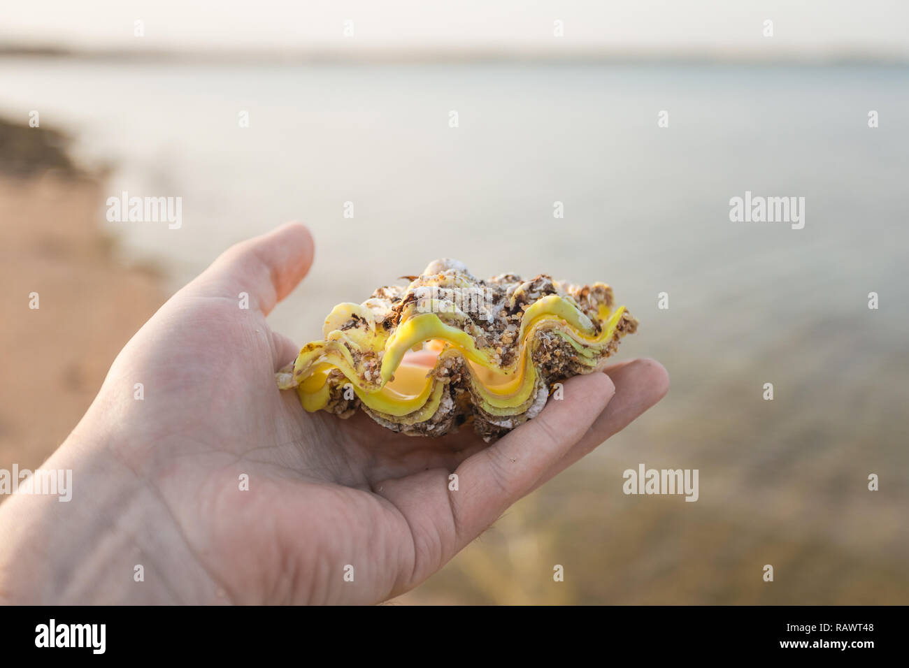 Mann glücklich große schöne Muschel am sandigen Morgen tropischen Strand zu finden. Horizontale Farbbild. Stockfoto