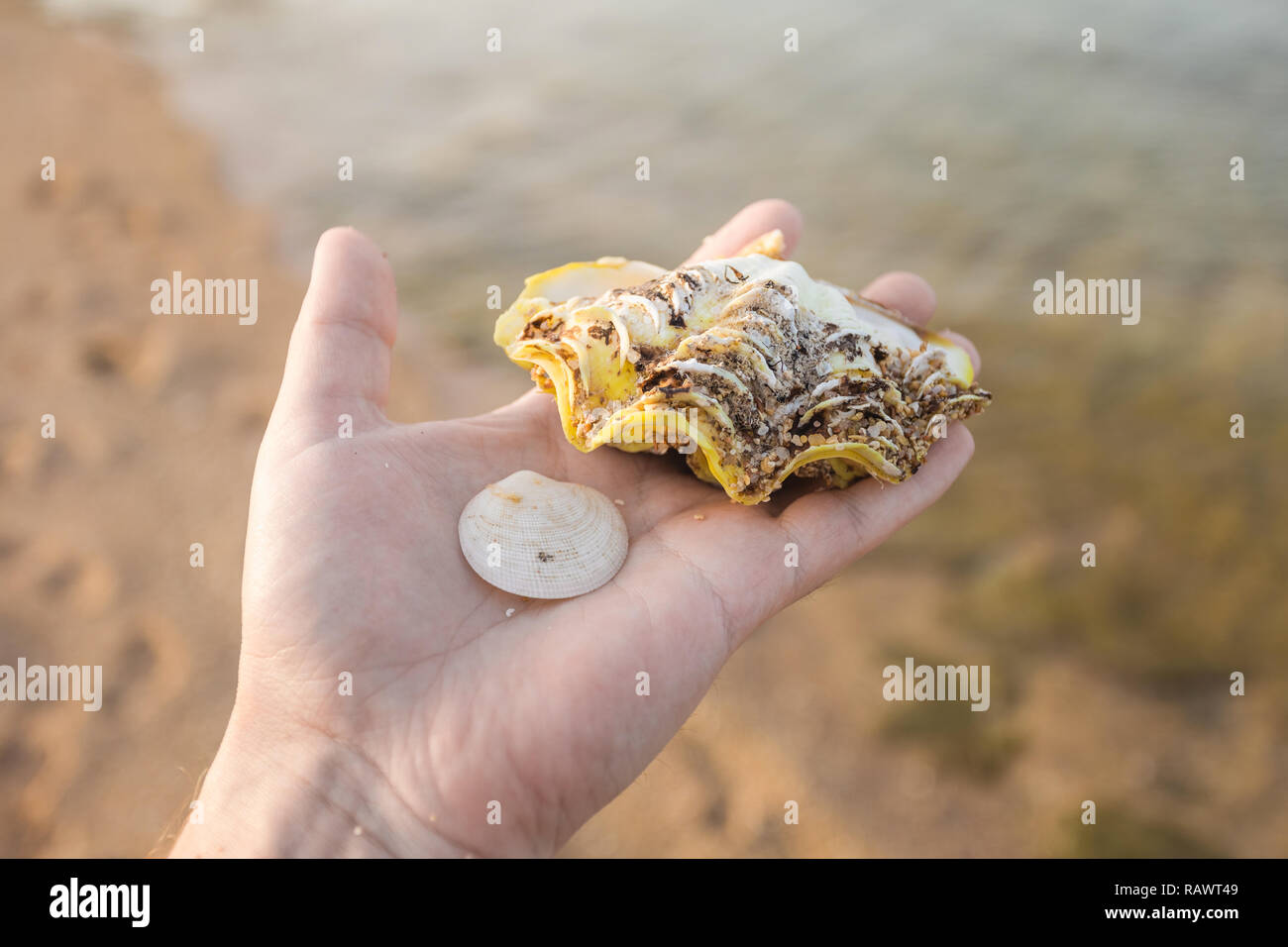 Closeup sicht Bild des weißen, männlichen Hand 2 verschiedene Muscheln auf Palm auf sandigen Strand Hintergrund halten. Touristische zufrieden mit seinem findin Stockfoto